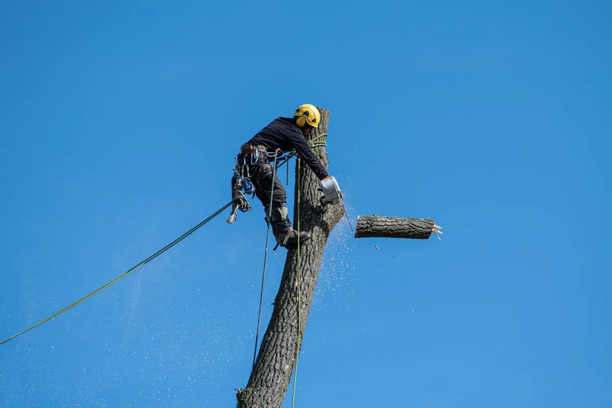 Tree Care businesses using ArrayQ